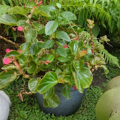 Sale Photo Thumbnail #702: Dragon Wing Red Begonia