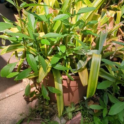 Sale Photo Thumbnail #703: Variegated Spider Plant in Plastic Pot