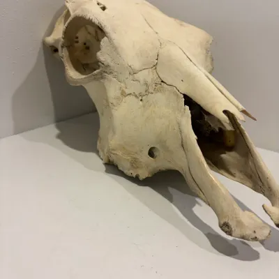 Sale Photo Thumbnail #239: Cow skull