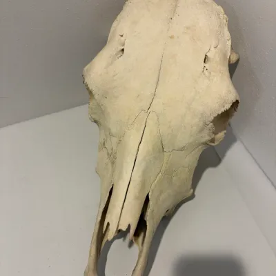 Sale Photo Thumbnail #238: Cow skull