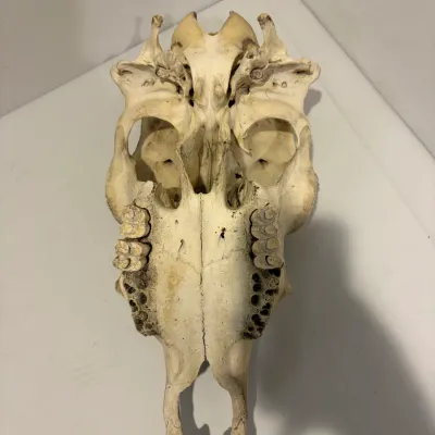 Sale Photo Thumbnail #241: Cow skull