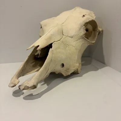 Sale Photo Thumbnail #237: Cow skull
