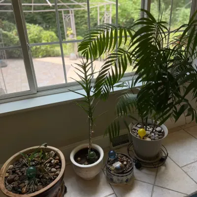 House Potted Plants - Group B