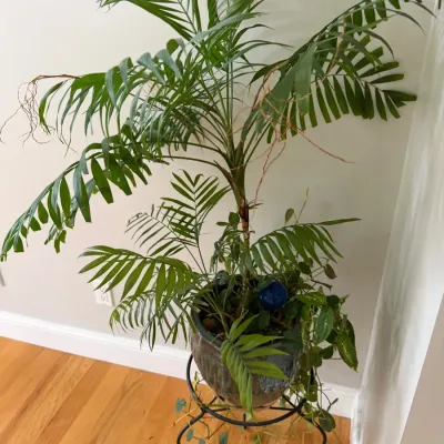 Assortment of Potted Houseplants (Group A)