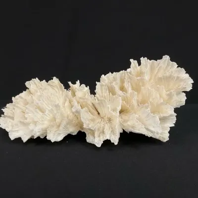 Natural Lettuce Coral