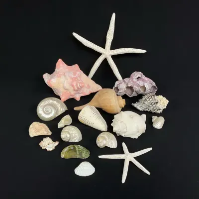 Shells And Starfish