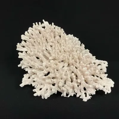 Natural Acropora Coral II