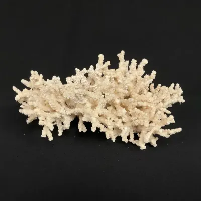 Natural Acropora Coral