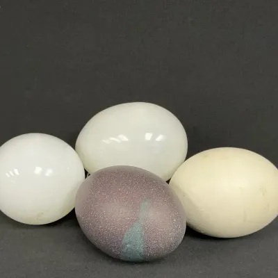 Milk Glass Eggs & Real Blown Egg Shells