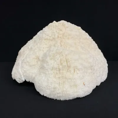 Large Mushroom Coral