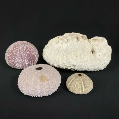 Natural Brain Coral And Sea Urchins