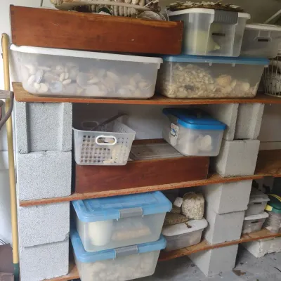 Seashell Extravaganza 