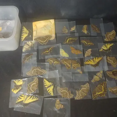 Preserved Butterfly Collection