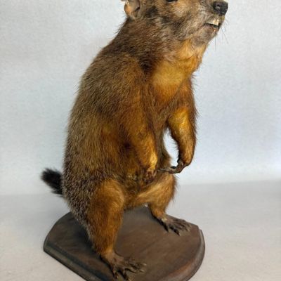 Woodchuck Taxidermy Mount on Wood Base