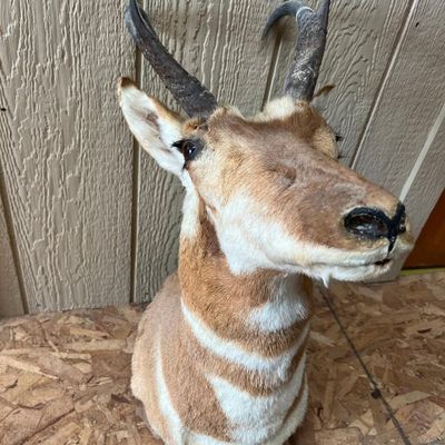 Pronghorn Antelope Shoulder Mount