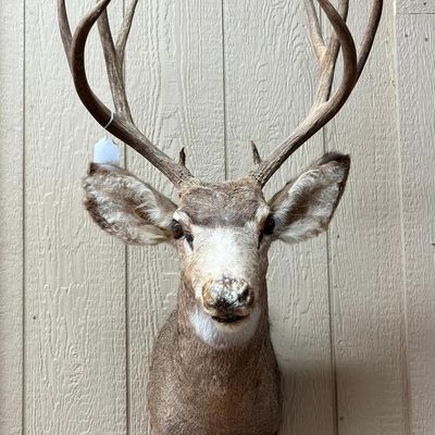 Mule Deer Shoulder Mount w/ 4x4 Antlers