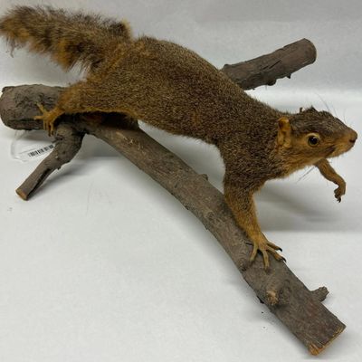 Fox Squirrel Taxidermy on Wood Branch