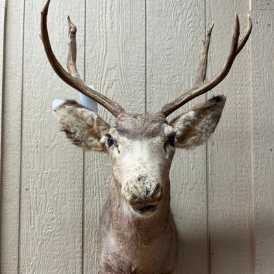 Asymmetrical Mule Deer Shoulder Mount