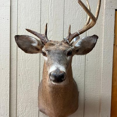 Asym. 7-Point White-tailed Deer Mount