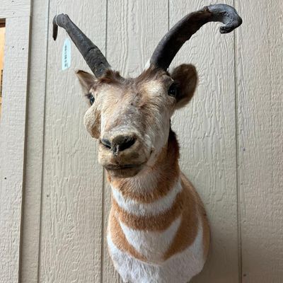 Dama Gazelle Taxidermy Shoulder Mount