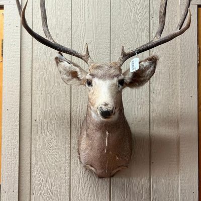 Mule Deer Shoulder Mount w/ 4x5 Antlers