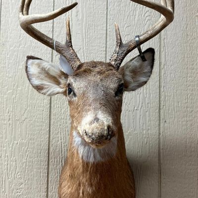 8-Point White-tail Deer Shoulder Mount