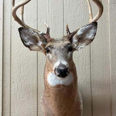 Whitetail Atypical Spike Shoulder Mount