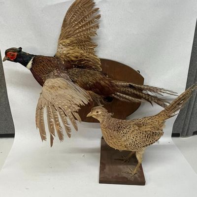 Pair Taxidermy Ring-necked Pheasants