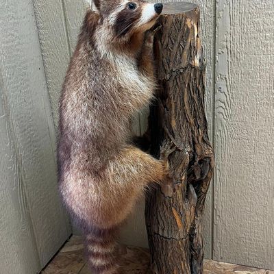 Full-Body Raccoon Taxidermy on Log Base