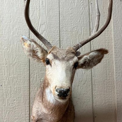Mule Deer Taxidermy Shoulder Mount