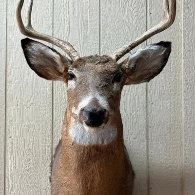 8-Point White-Tail Deer Shoulder Mount