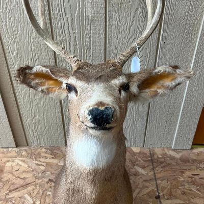 Mule Deer Taxidermy Shoulder Mount