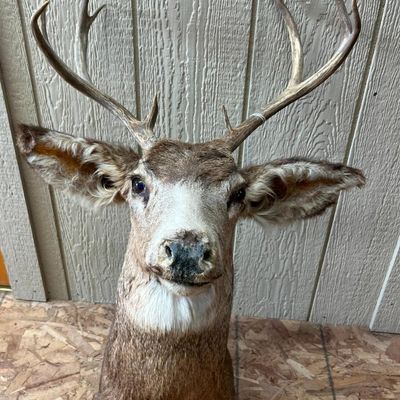 Mule Deer 5x4 Taxidermy Shoulder Mount
