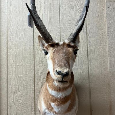Pronghorn Antelope Shoulder Mount