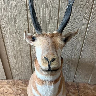 North American Pronghorn Shoulder Mount