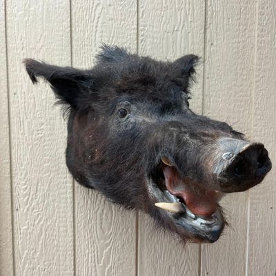 Wild Boar Open Mouth Shoulder Mount