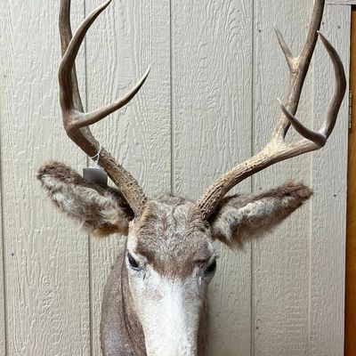 Mule Deer Shoulder Mount w/ 4x4 Rack
