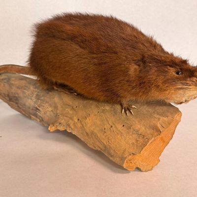 Taxidermy Muskrat Specimen on Wood Base