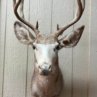 Mule Deer 5x5 Taxidermy Shoulder Mount