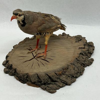 Chukar Partridge Taxidermy on Wood Base