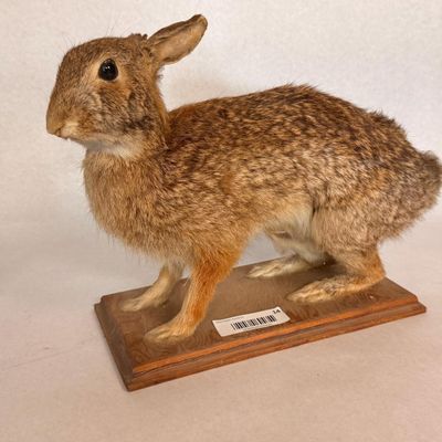 Full Body Cottontail Rabbit Taxidermy