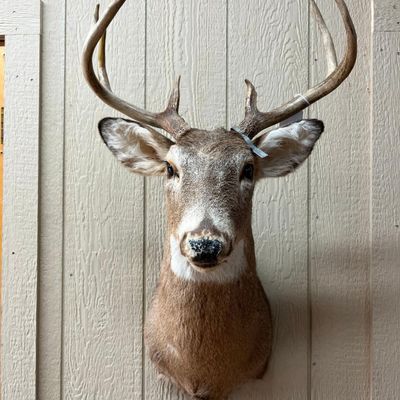 8-Pt White-tailed Deer Shoulder Mount