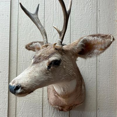 Mule Deer Taxidermy Shoulder Mount