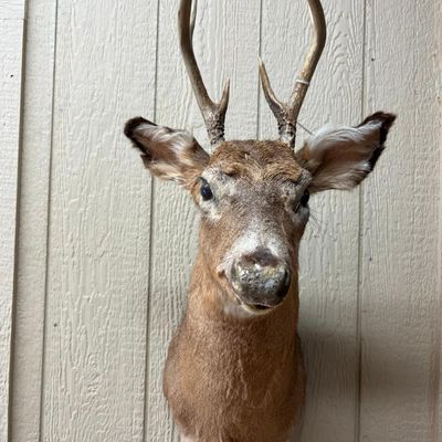 White-Tailed Deer 4-Pt Shoulder Mount