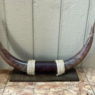Pair Mounted & Polished Bovine Horns