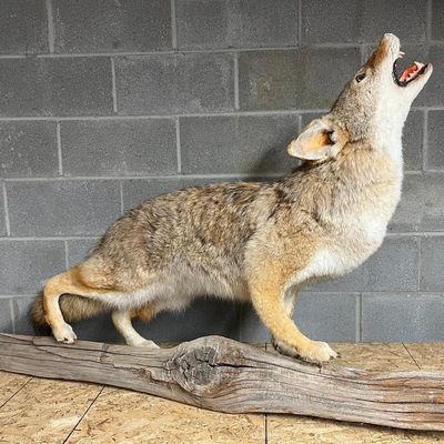 Taxidermy Howling Coyote on Log Mount