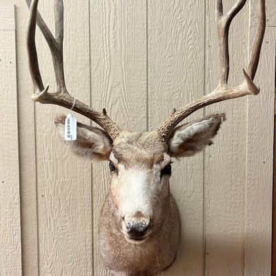 Mule Deer Taxidermy Shoulder Mount