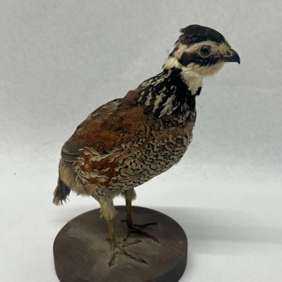 Male Northern Bobwhite Quail Taxidermy