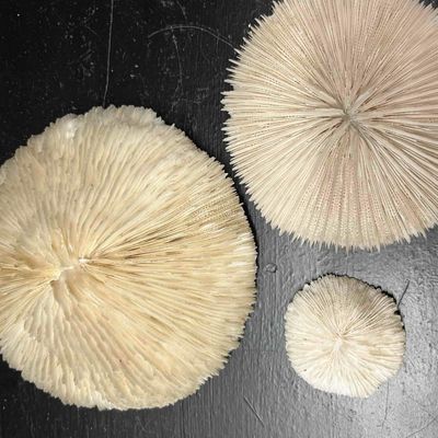 Sale Photo Thumbnail #120: Trio White Fungia Mushroom Corals