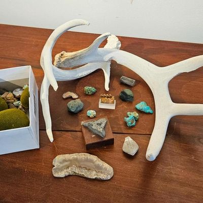 Sale Photo Thumbnail #372: Whitetail Antlers, Fossils & Minerals
